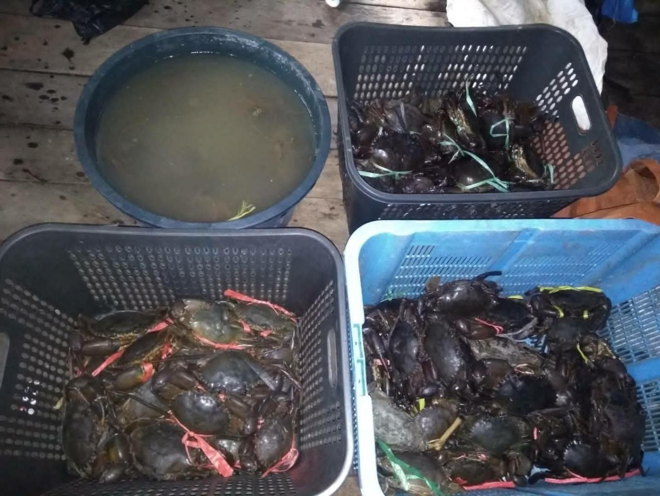 Susur Sungai Setingga - Cari Kepiting