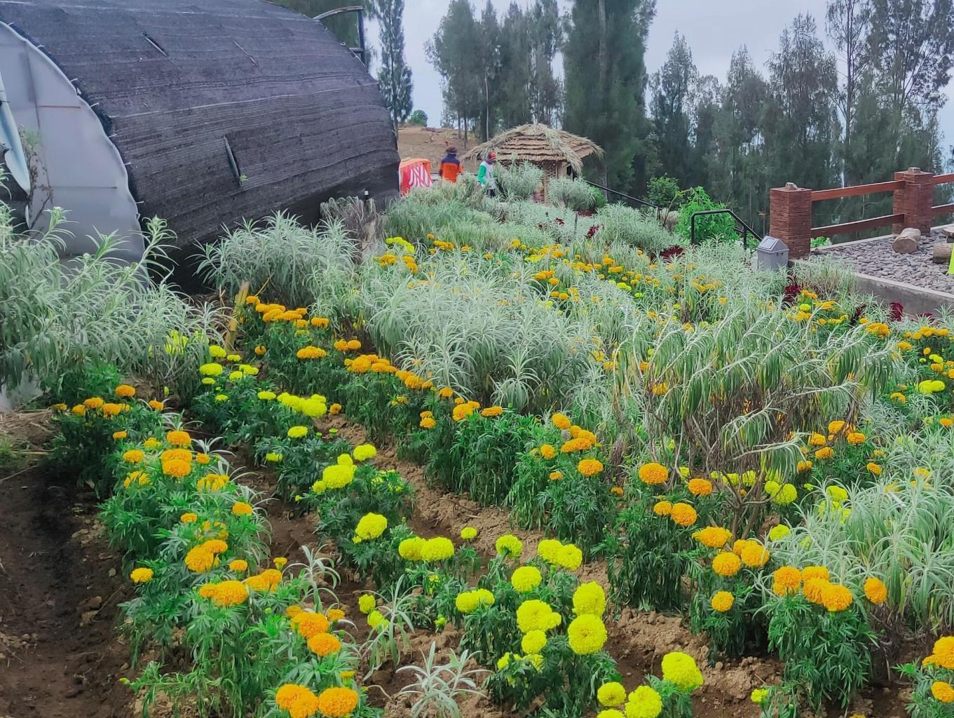 Taman Edelweiss