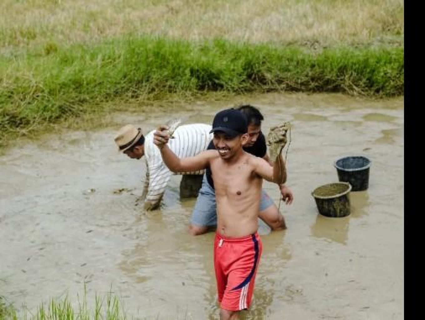 Tangkap Ikan Di Sawah
