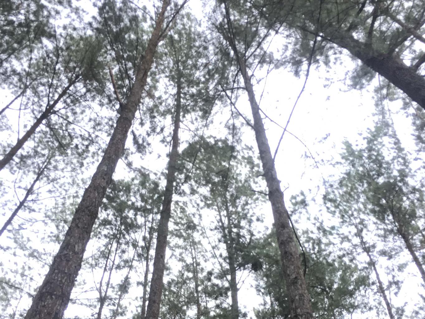 Puncak Pinus