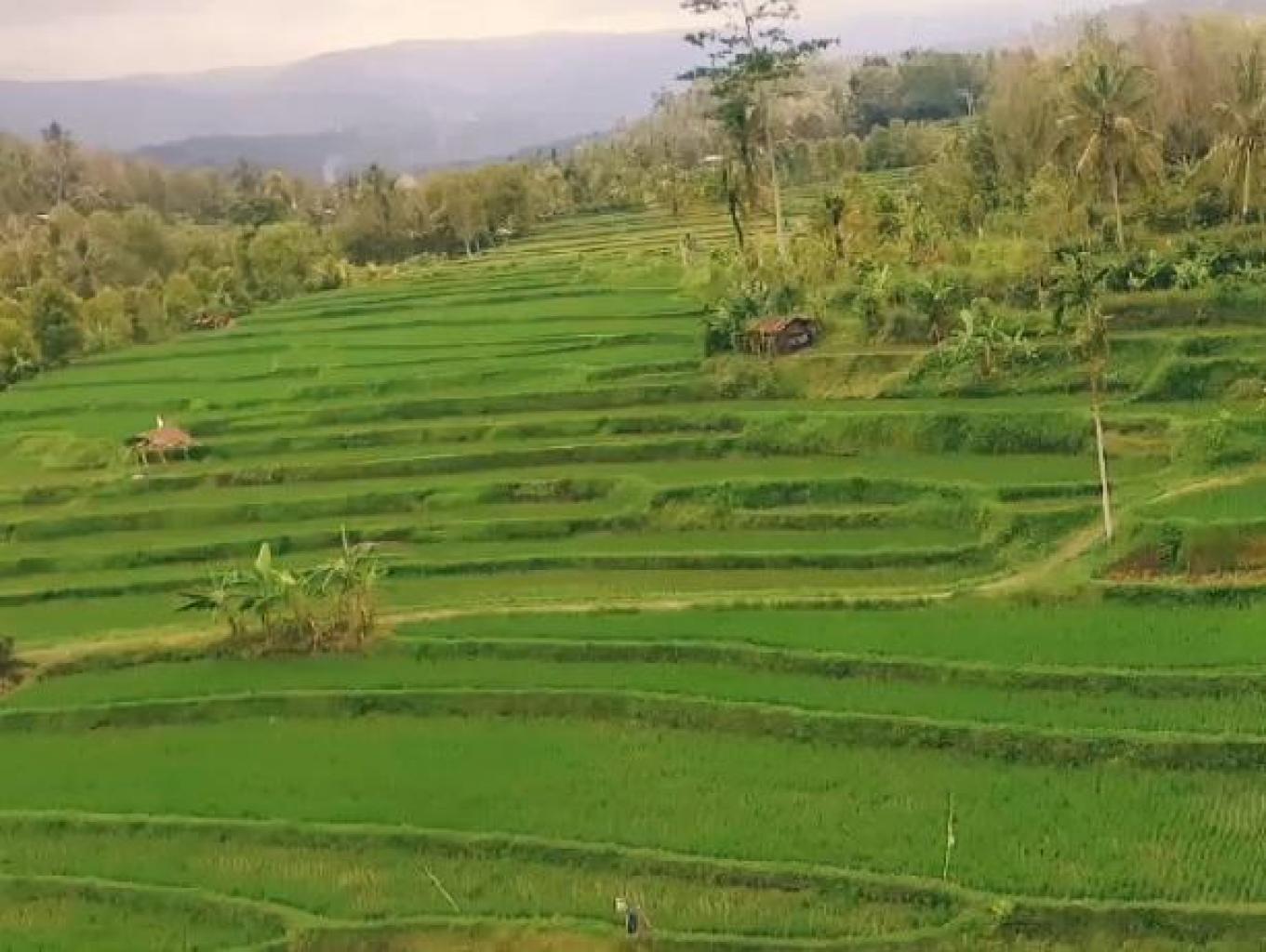 Jalur Treking Uma Desa