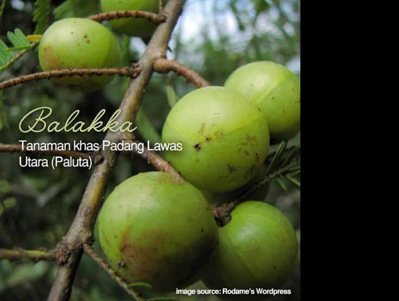 Buah Balakka