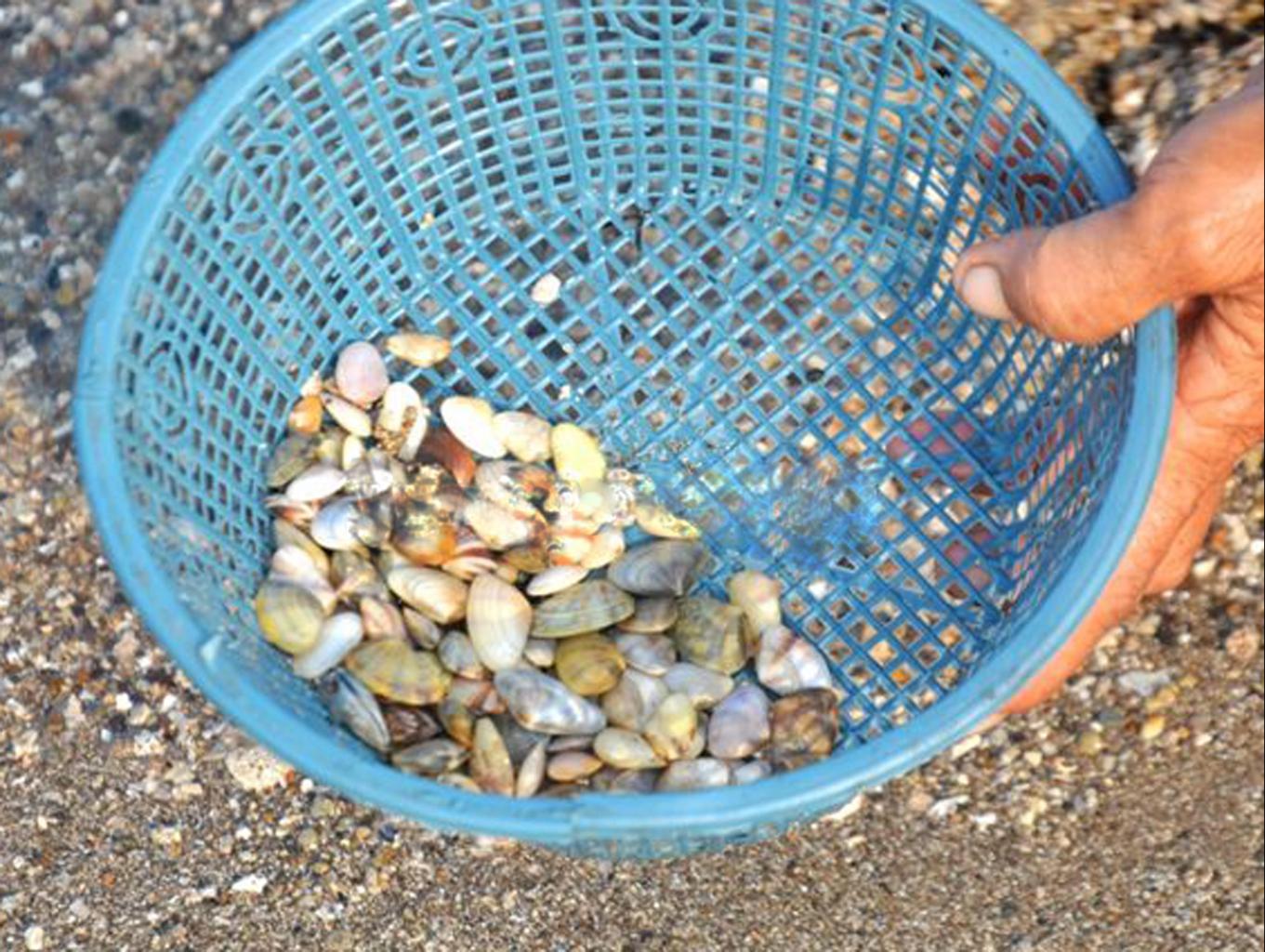 Nyarik Remis (mencari Kerang)