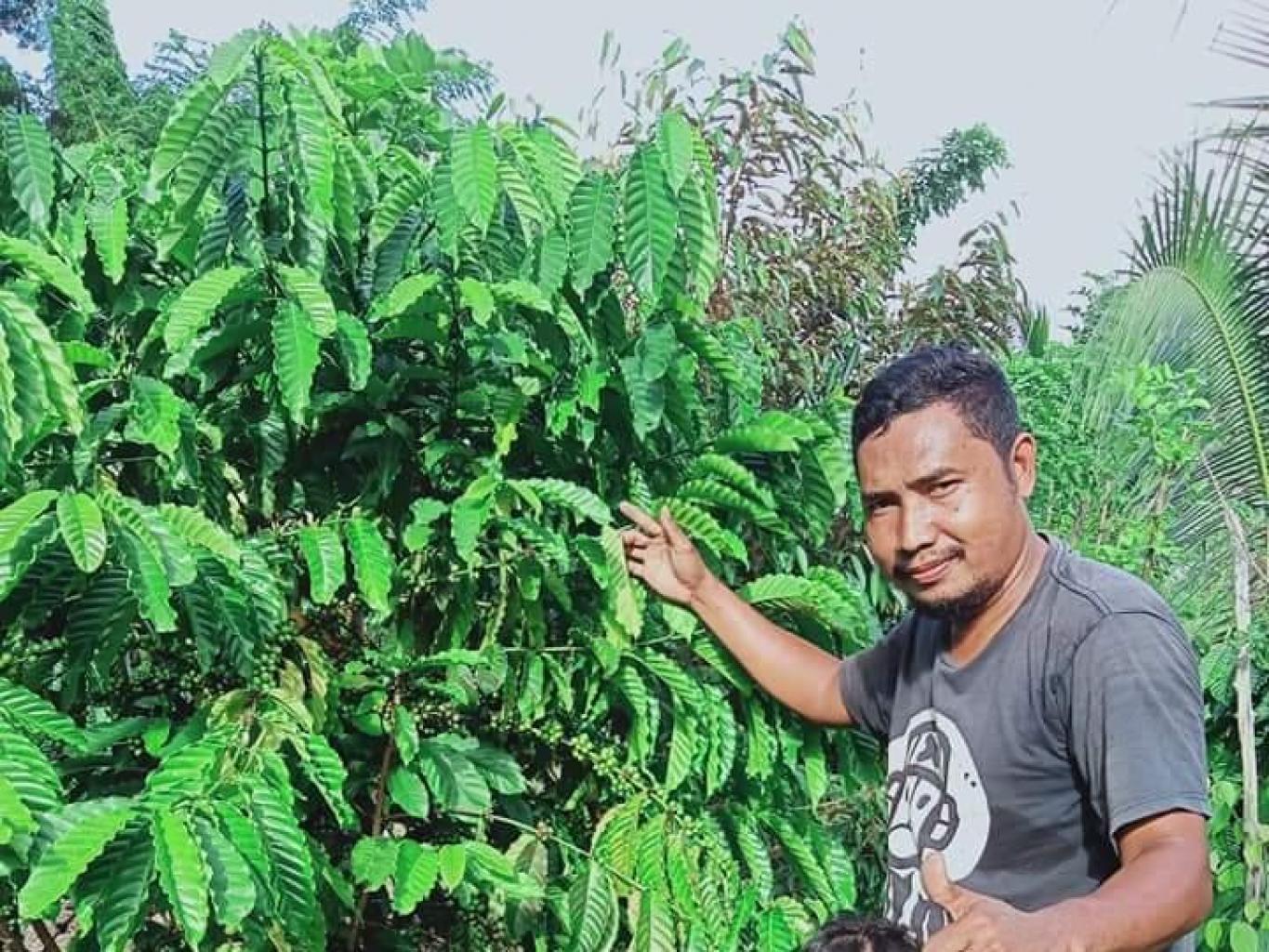 Kopi Robusta