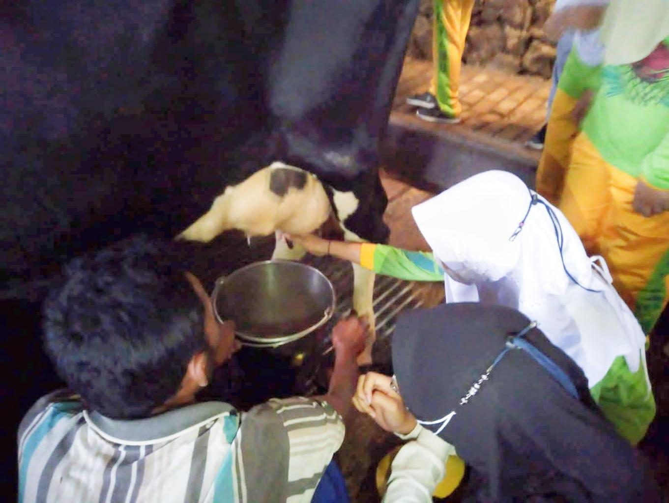 Peternakan Sapi Perah