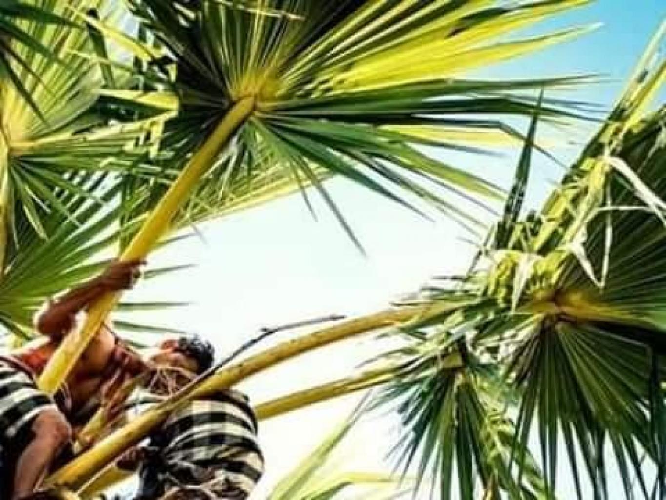 Wisata Gula Bali Lontar Dan Madu Kele Lokal Desa Les