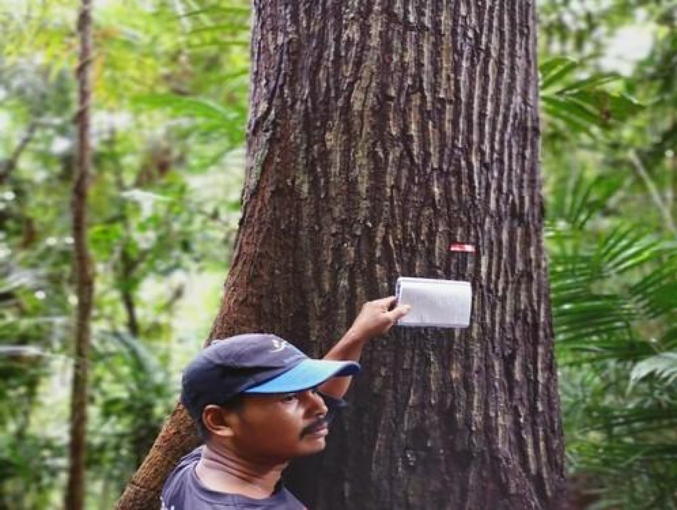 Pohon Asuh