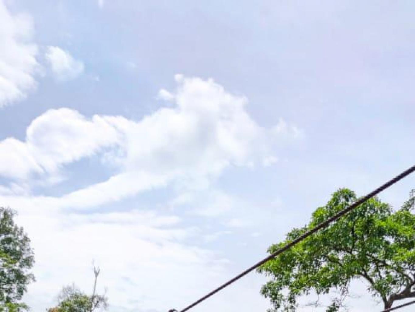 Flying Fox