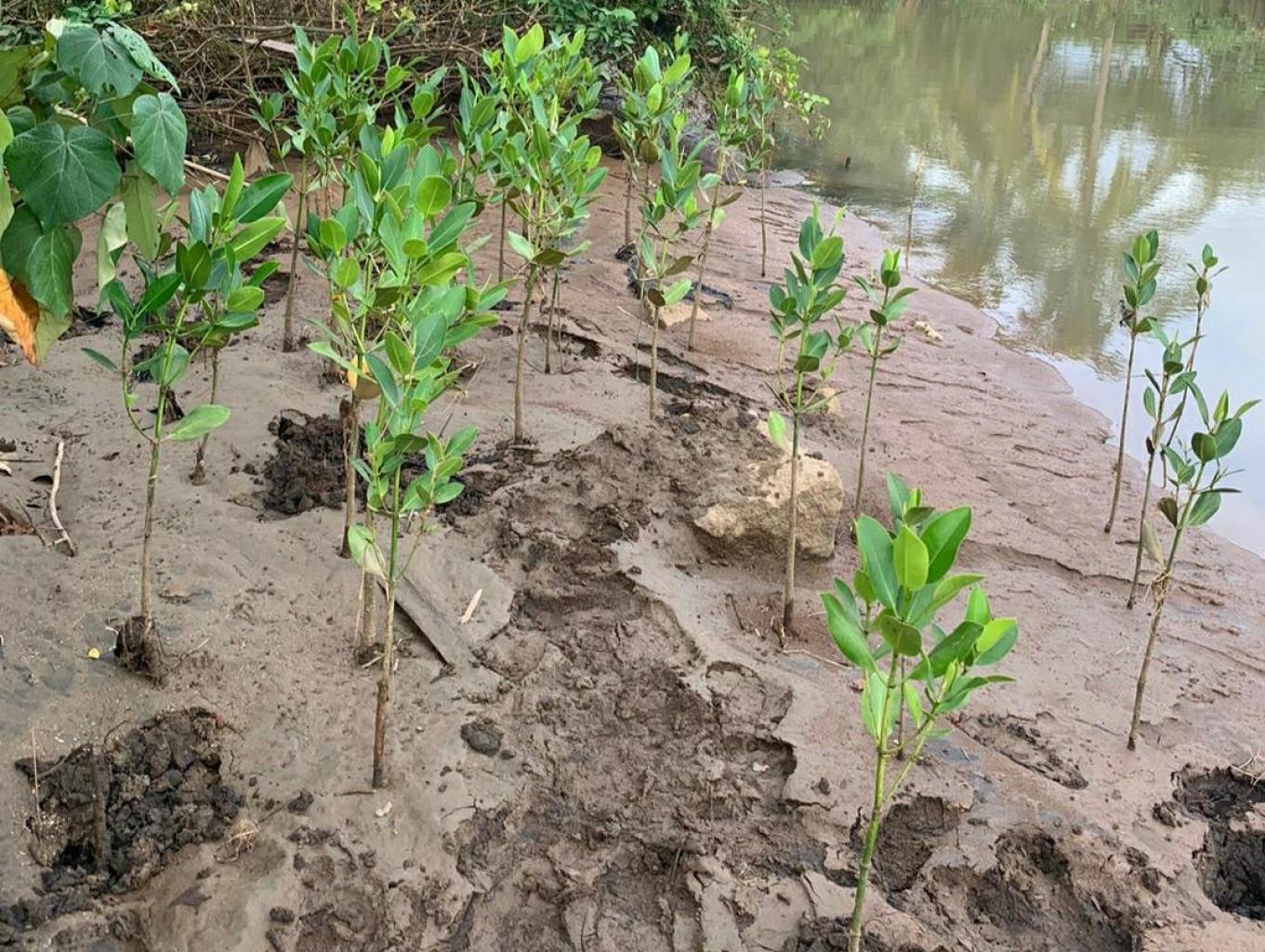 Tanam Mangrove
