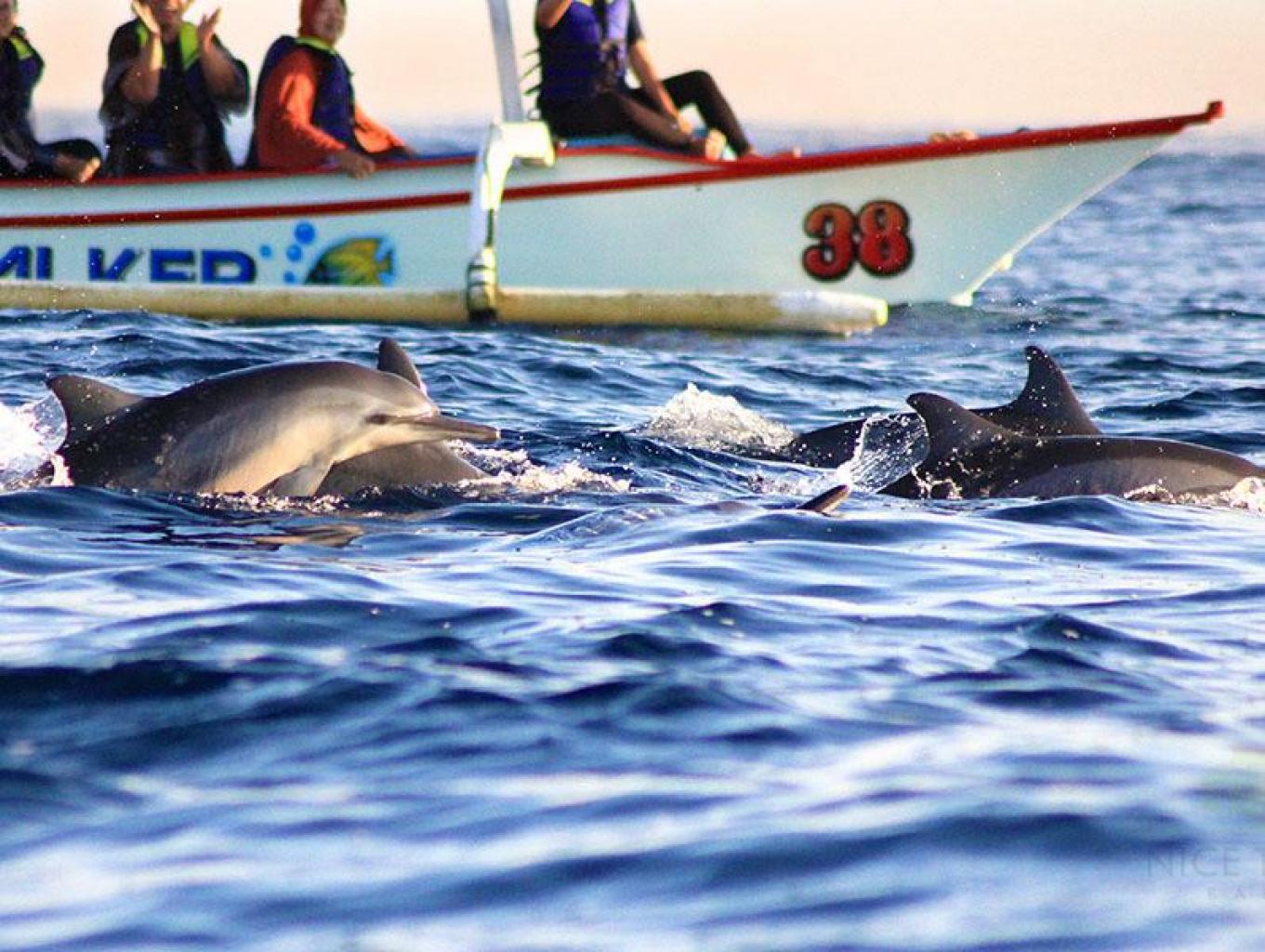 Dolphin Tour