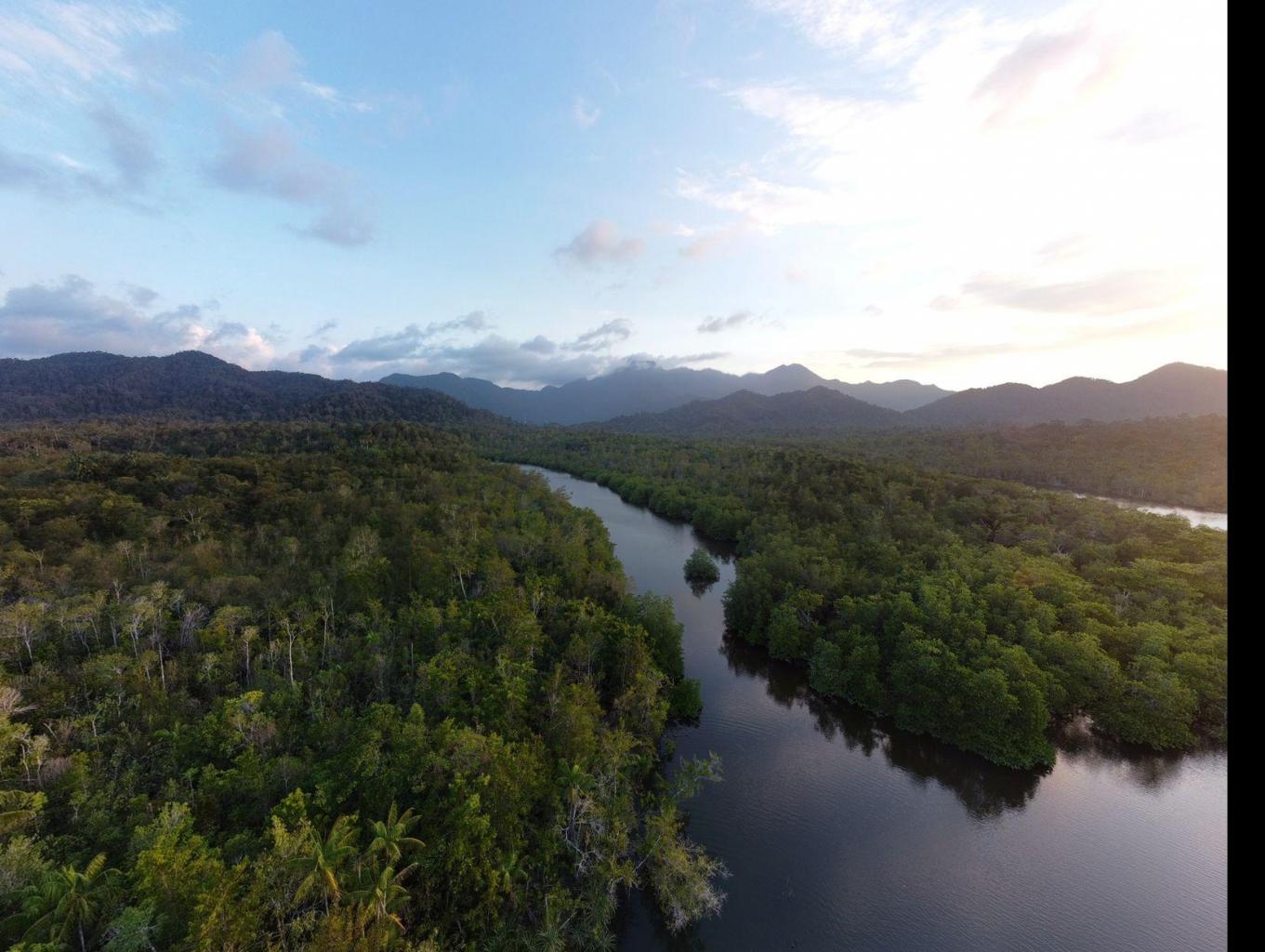 Mangrove