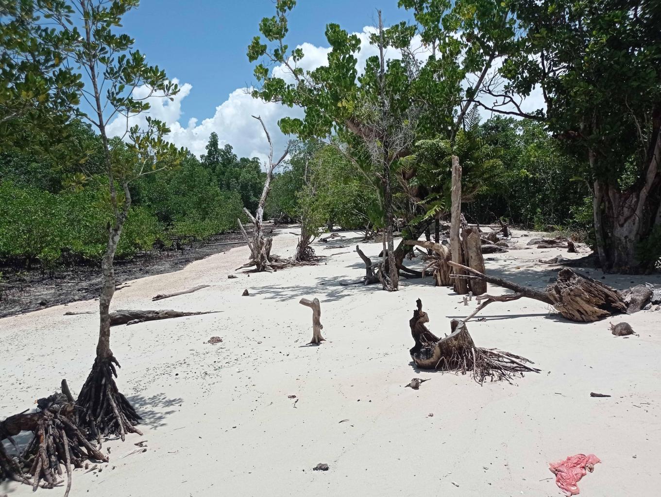 Wisata Mangrove