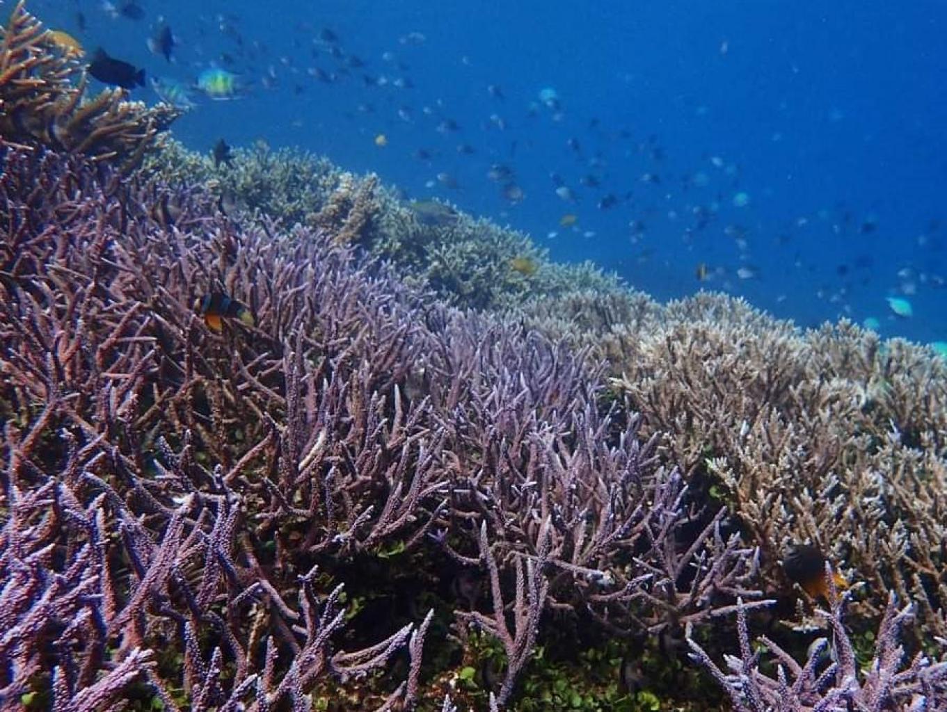 Wisata Bahari (snorkeling & Diving)