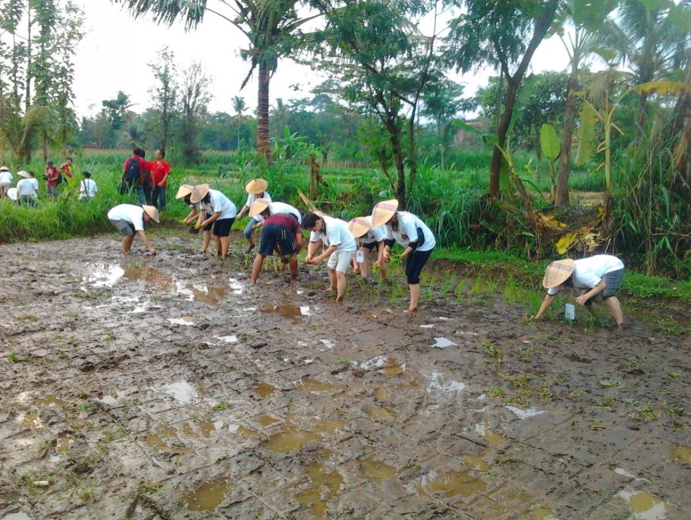 Menanam Padi (tandur)
