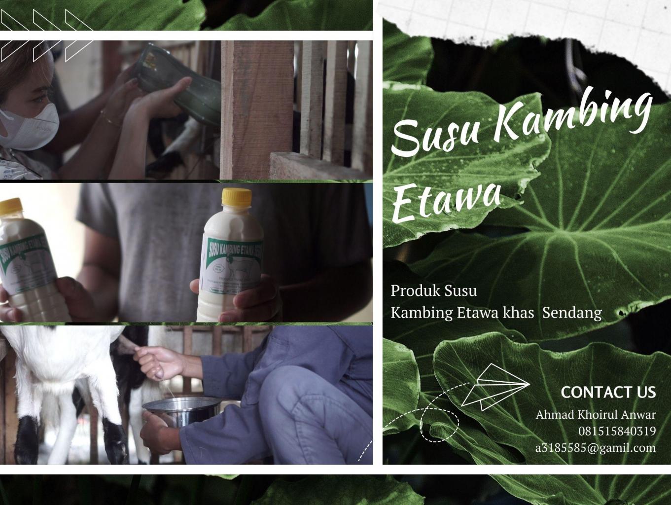 [edukasi] Susu Kambing Etawa