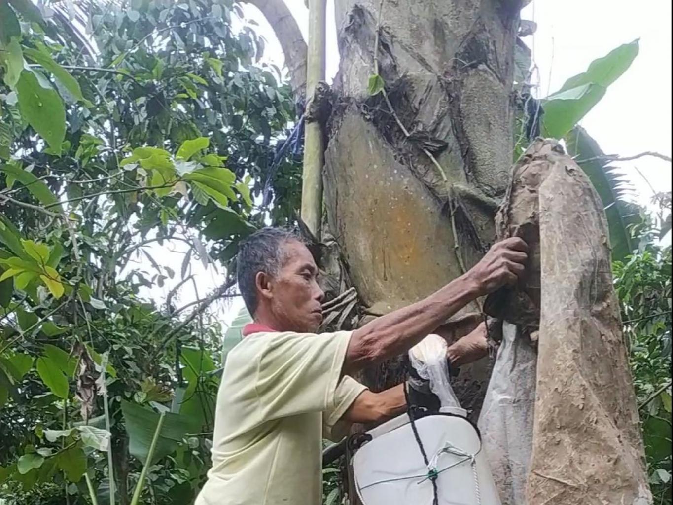 Nyadek Tuak Manis