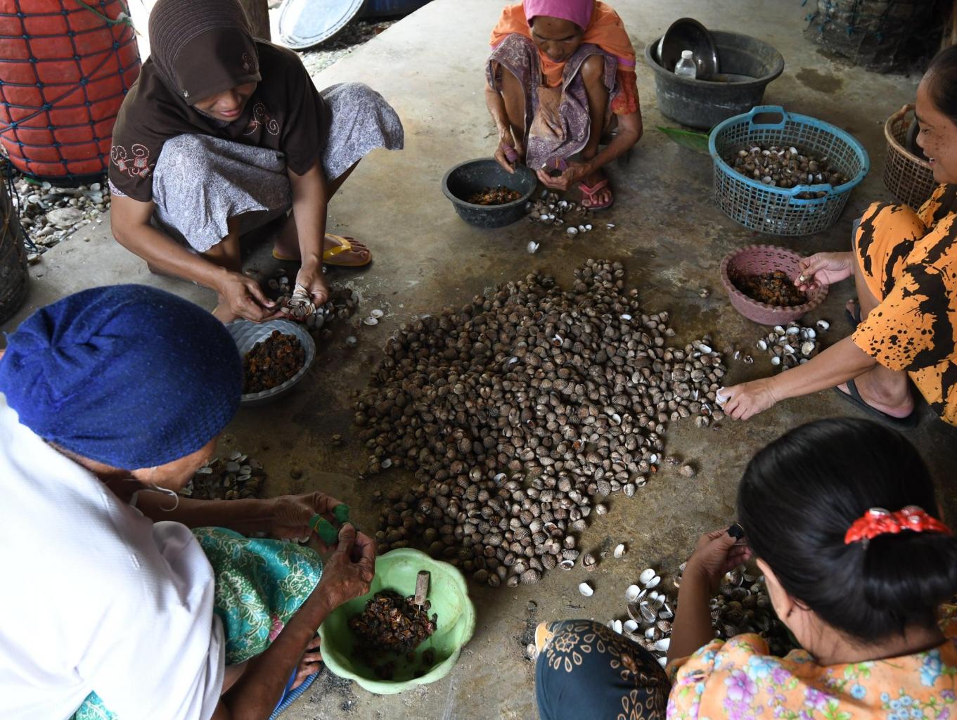 Cuplik Kerang (mengupas Kerang)