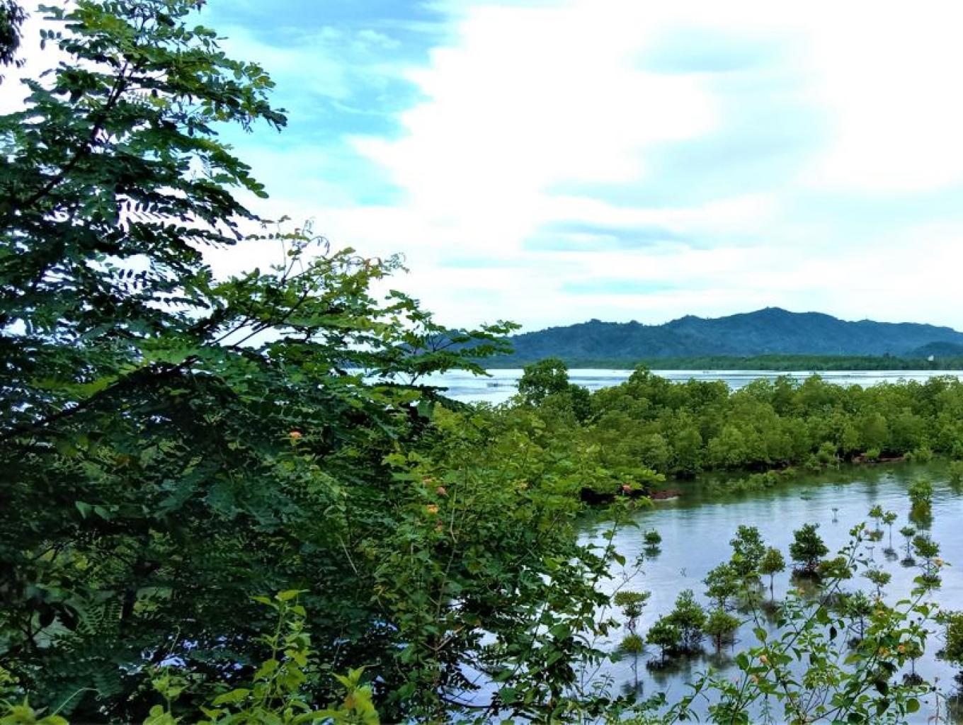 Hutan Mangrove Polongasa