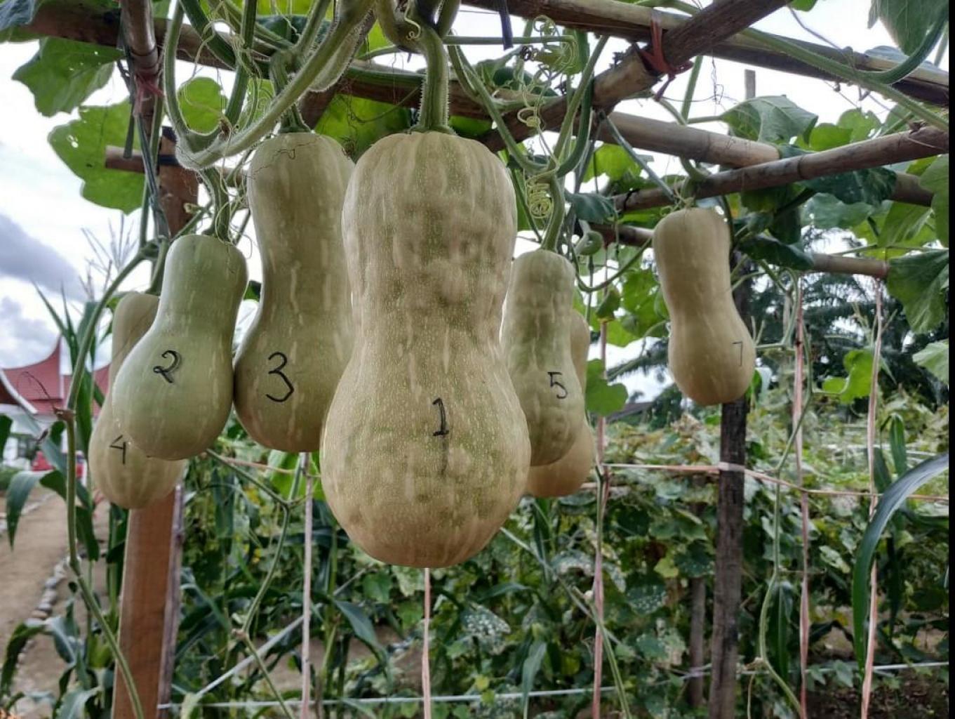 Buah Labu
