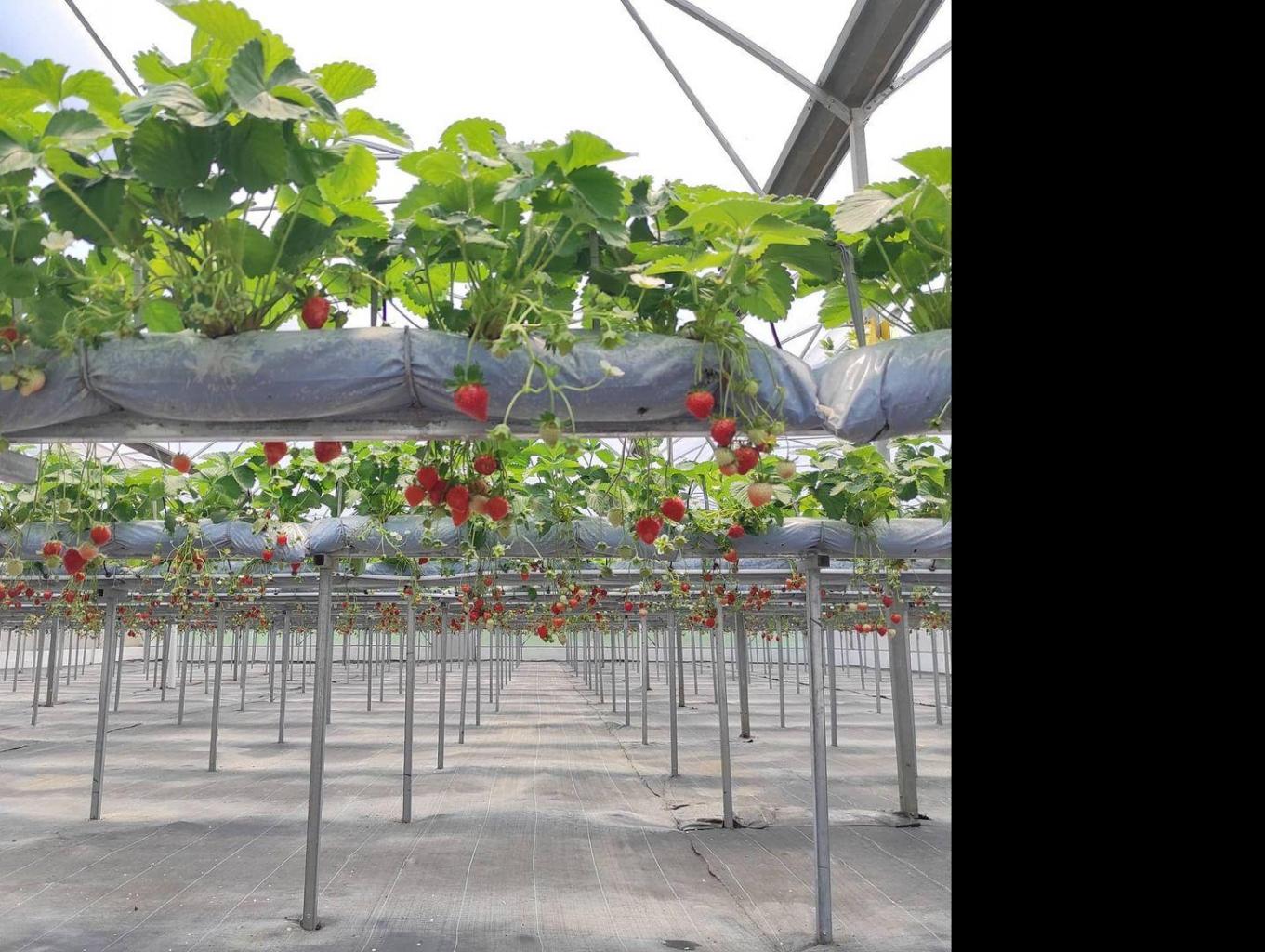 Greenhouse Strawberry Hidroponik