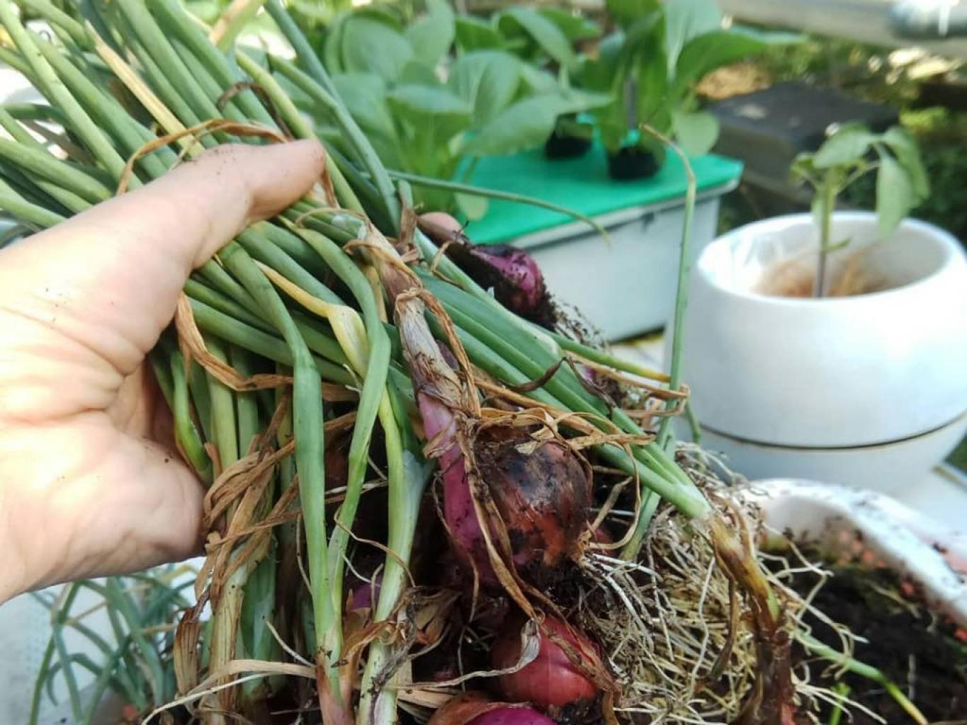 Bawang Silalahi