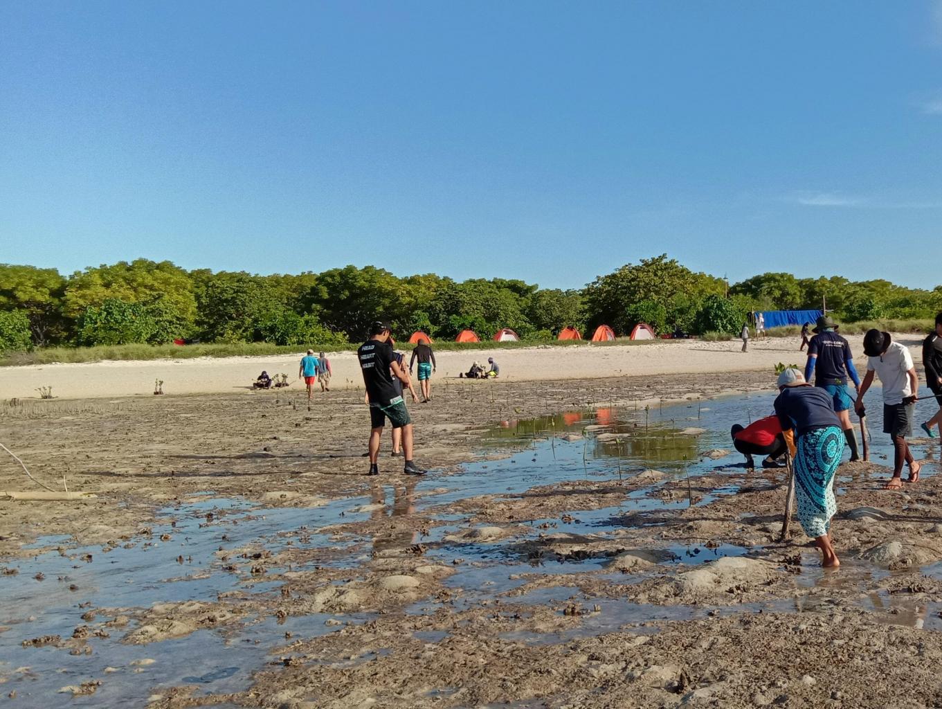 Penanaman Mangrove