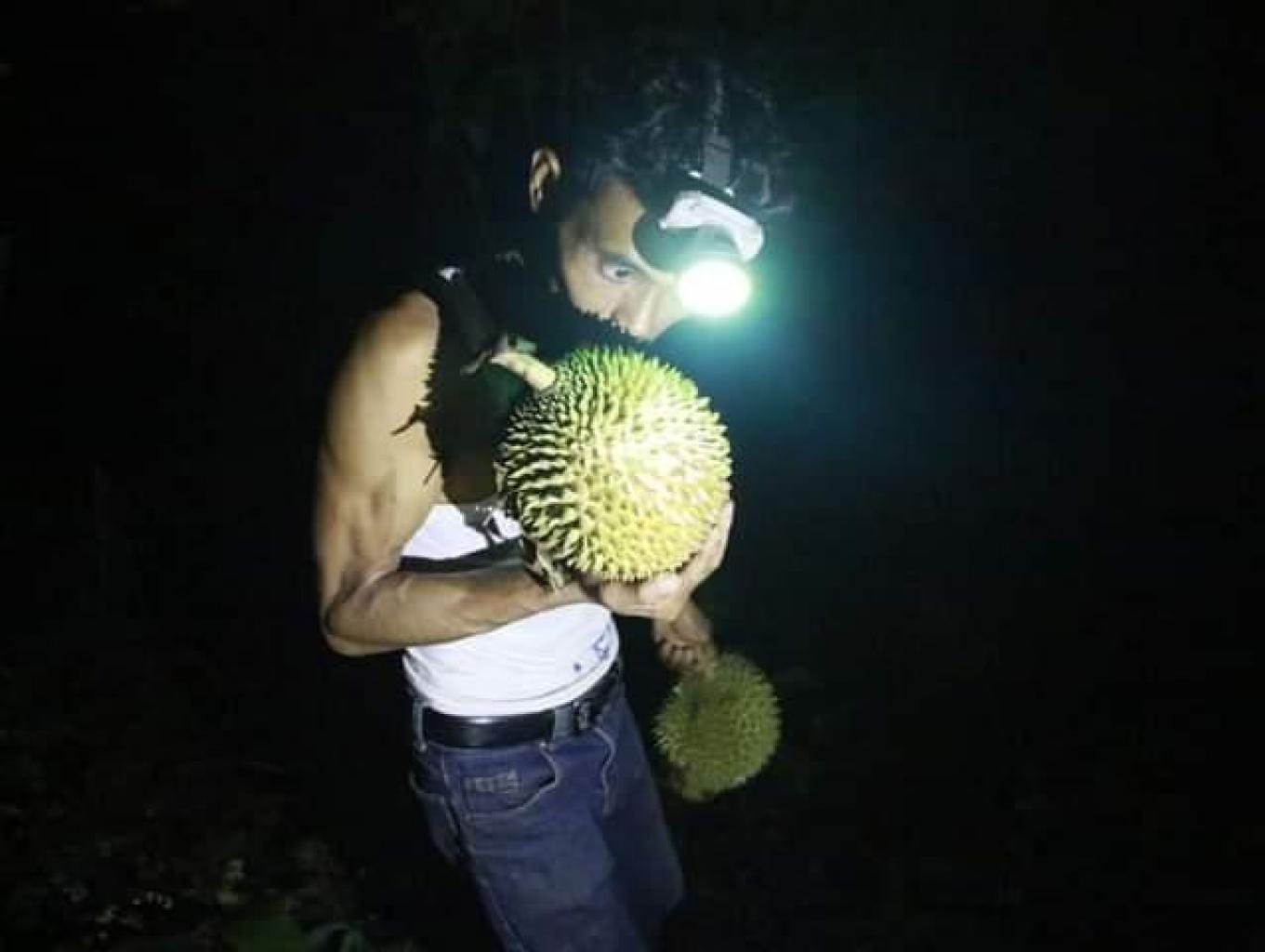 Berburu Durian Jatuh