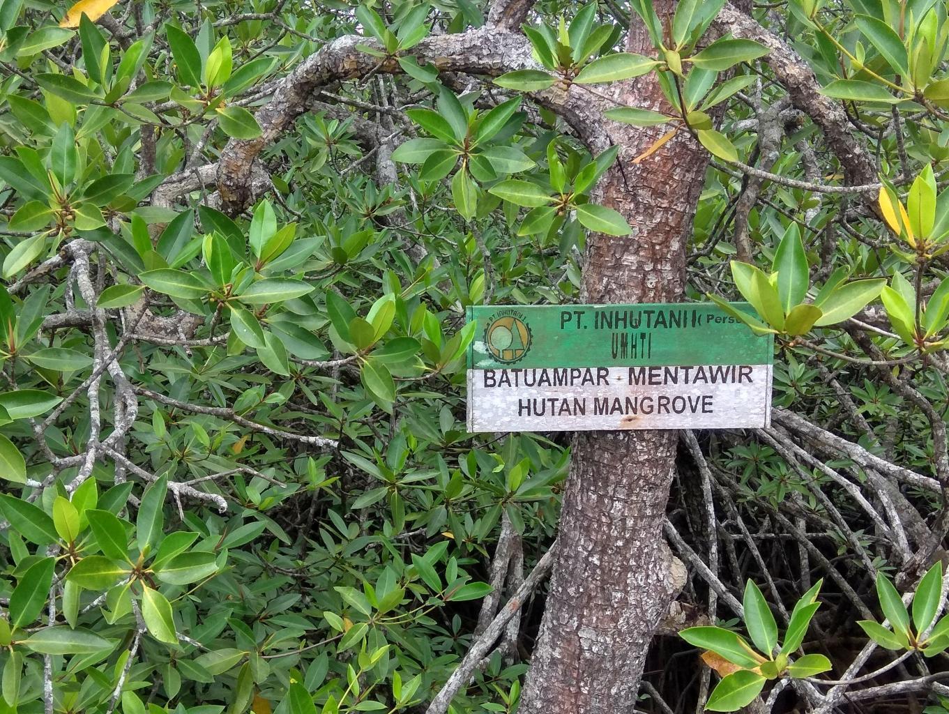 Paket Wisata Mangrove