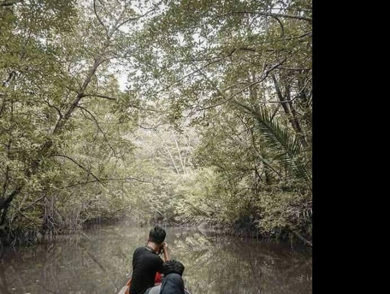 Hutan Mangrove
