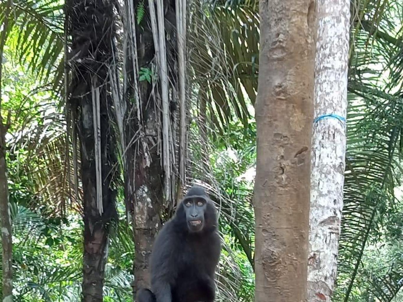 Macaca Nigra (monyet/yaki Sulawesi Utara)