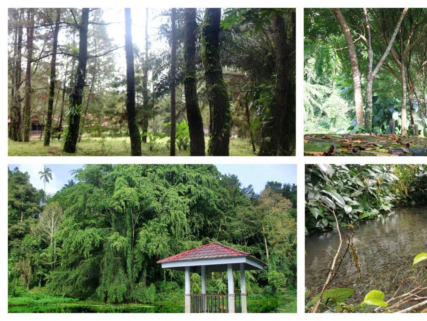 Hutan Kota