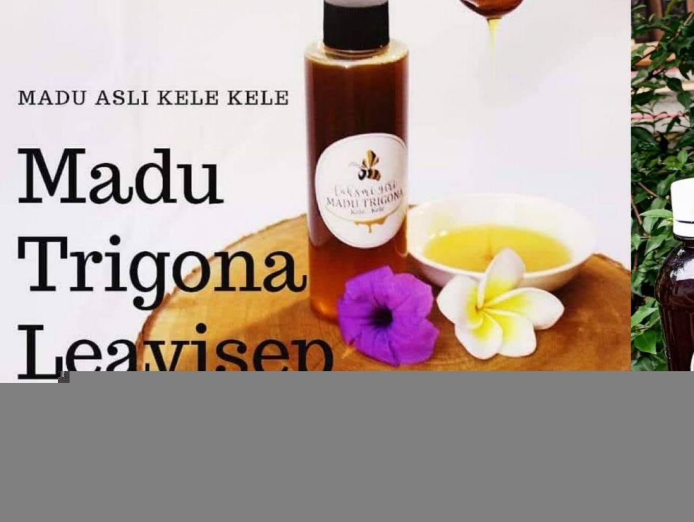 Budidaya Madu Trigona (kele-kele)
