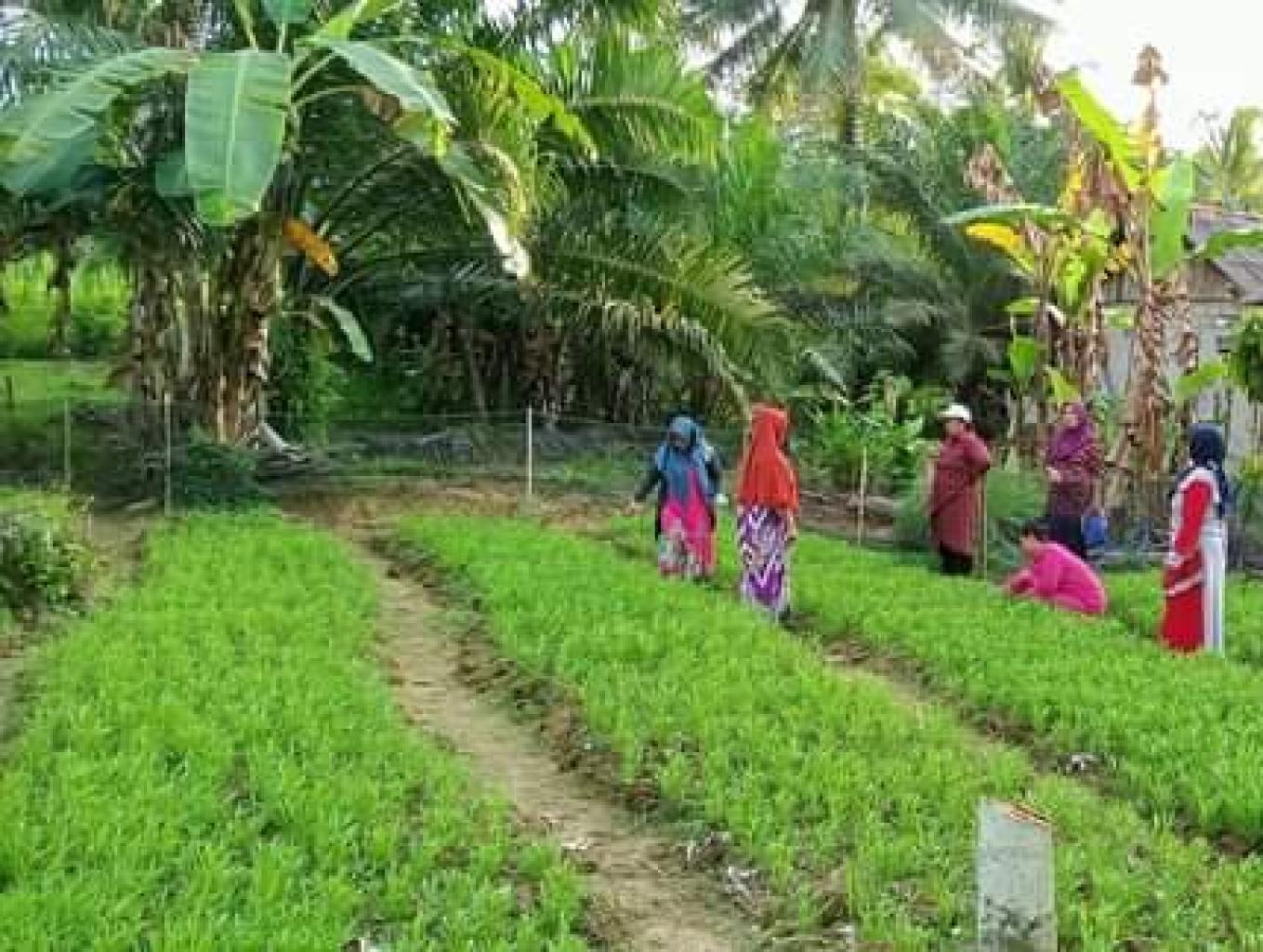 Kangkung Hijau