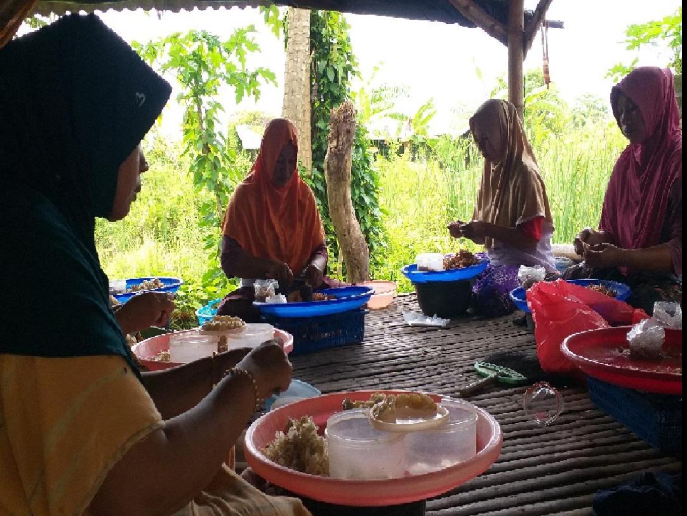 Kuplik Piteng (mengupas Kepiting)