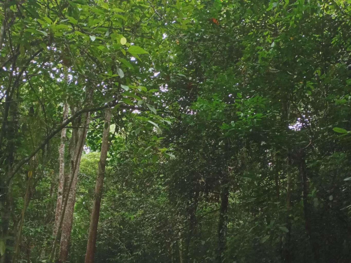 Hutan Lindung Campaga