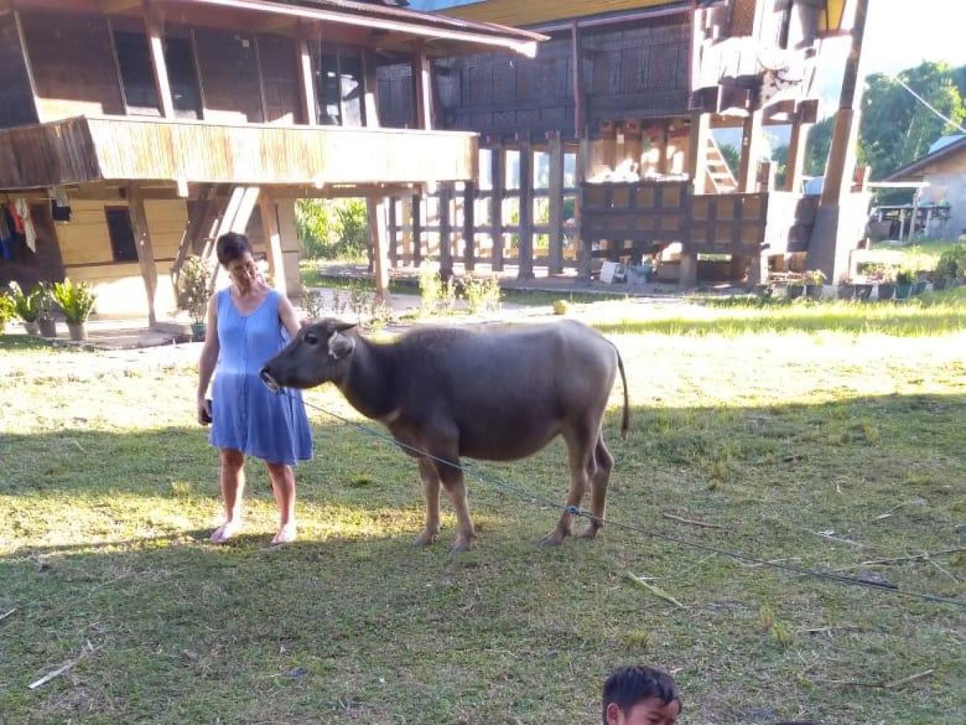 Ma'pakande Tedong ( Beri Makan Kerbau)