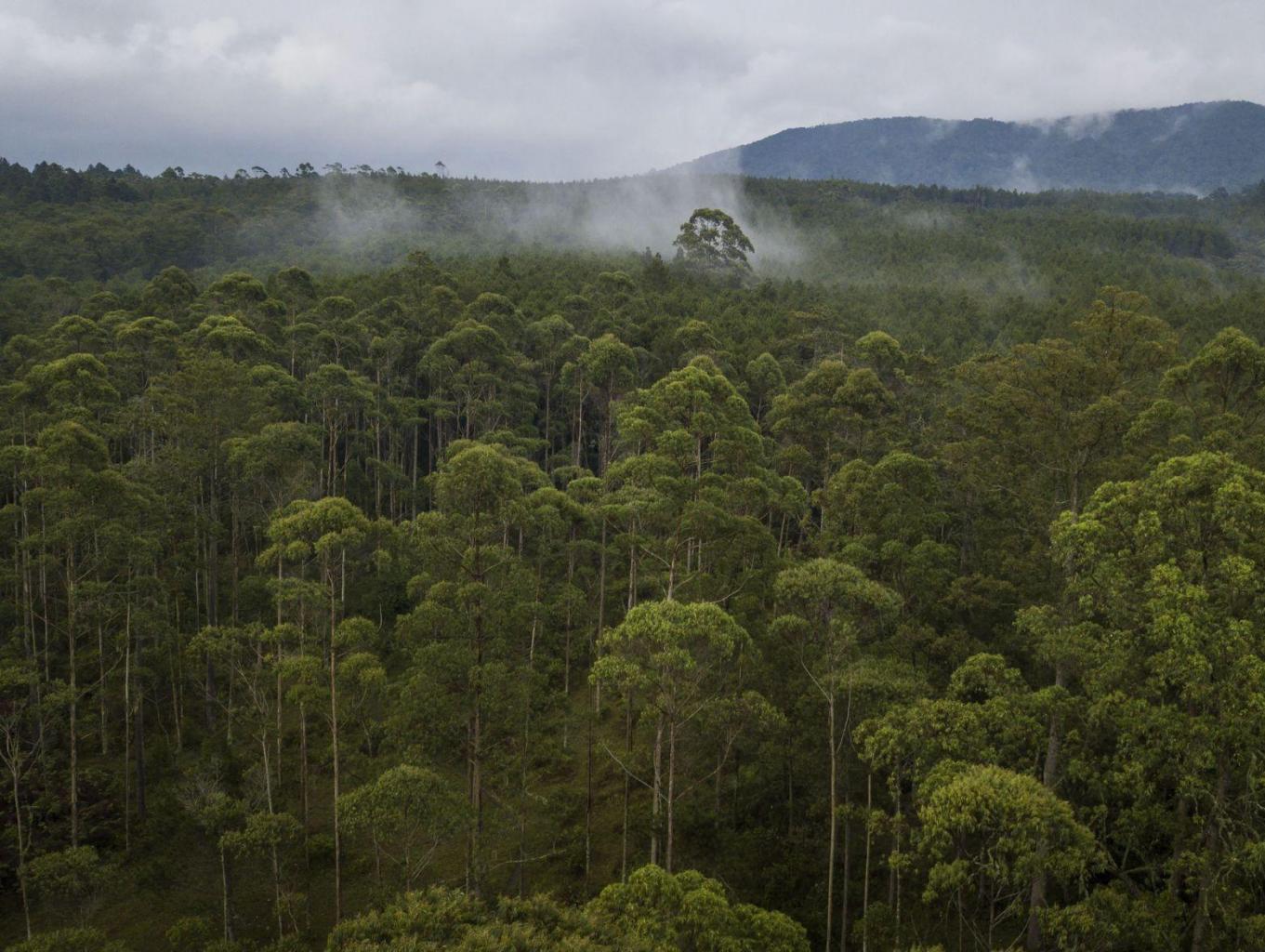 Hutan Lindung