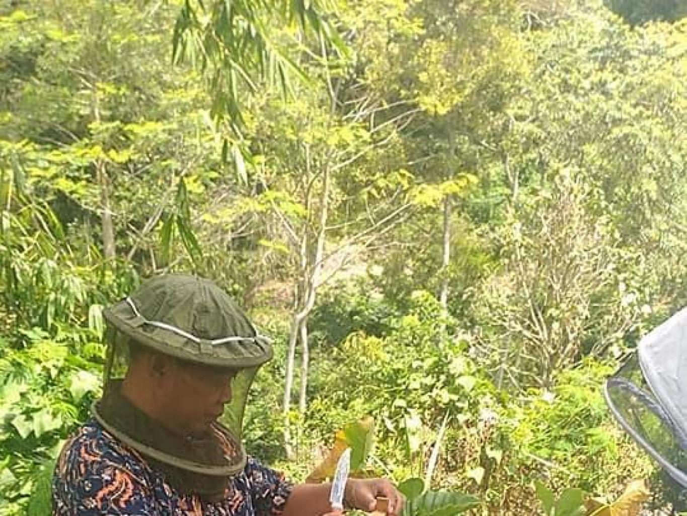 Edukasi Panen Madu Damaran