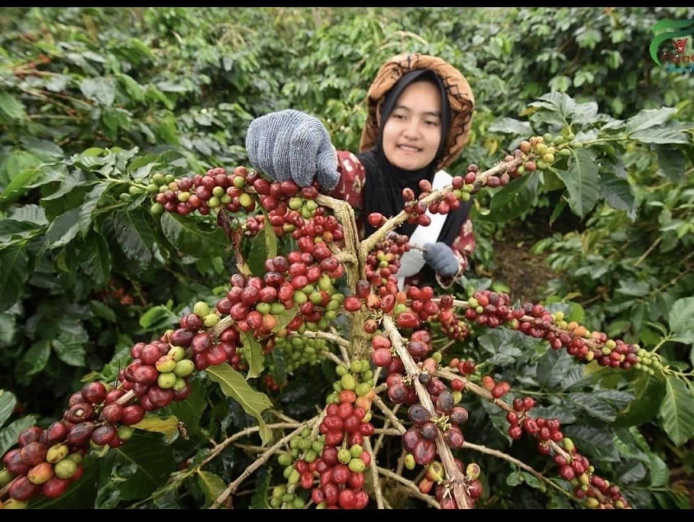 Edukasi Pemanenan Kopi