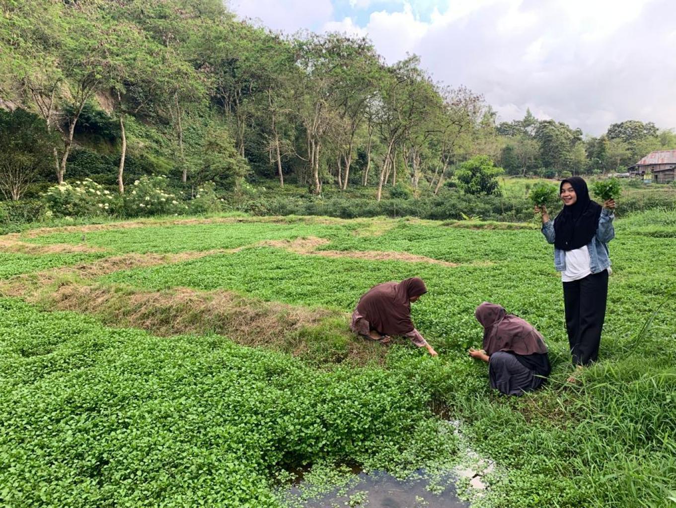 Edukasi Pemanenan Selada Air