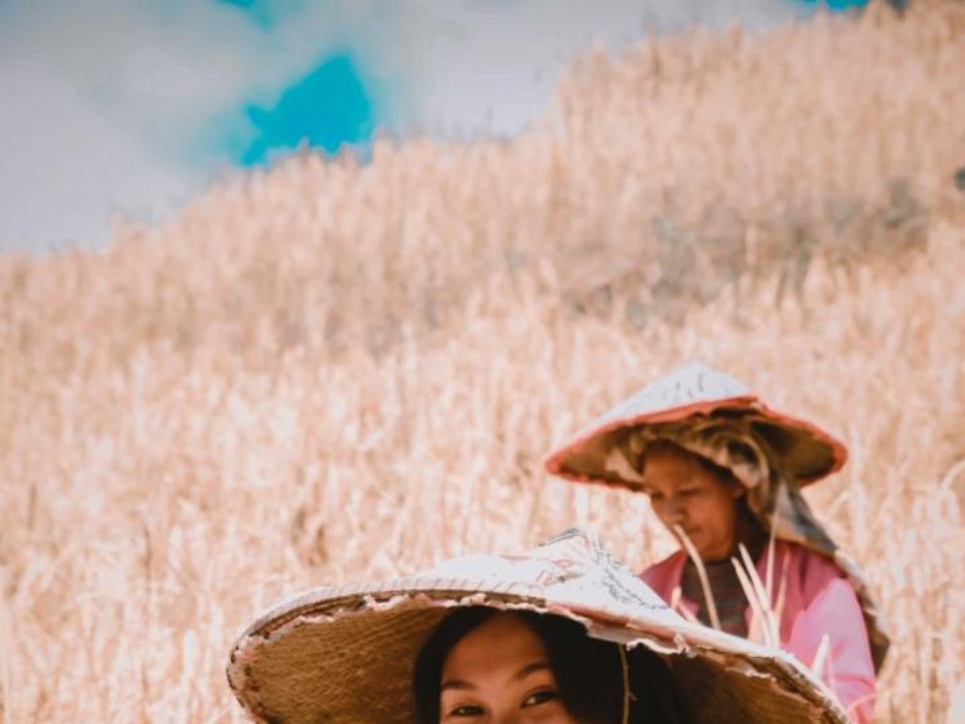 Panen Padi Dengan Cara Lokal