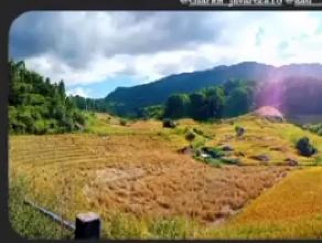 Panorama Alam Sawah