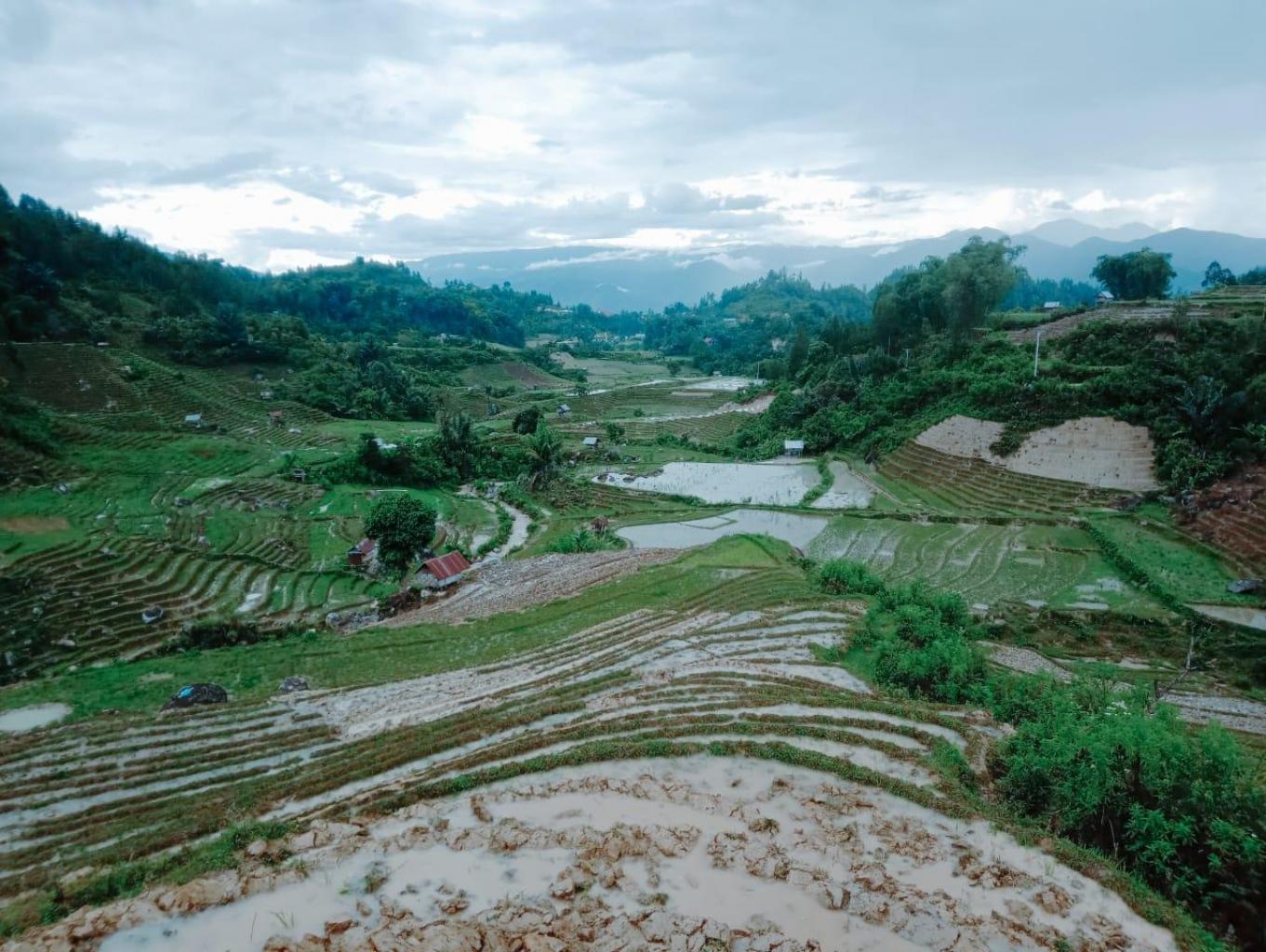Alam Persawahan