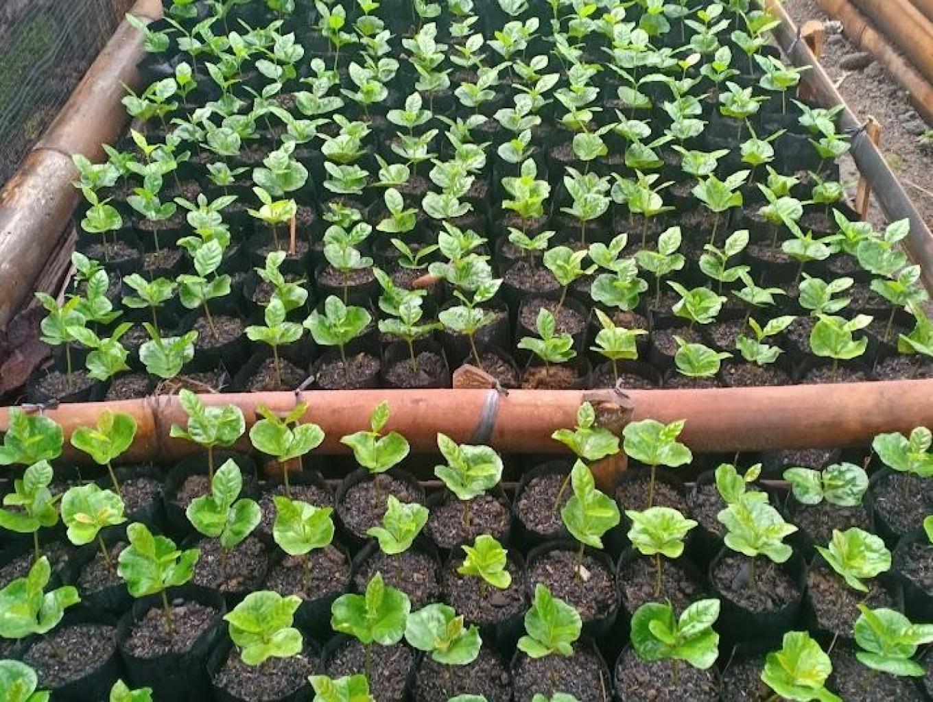 Pembibitan Kopi