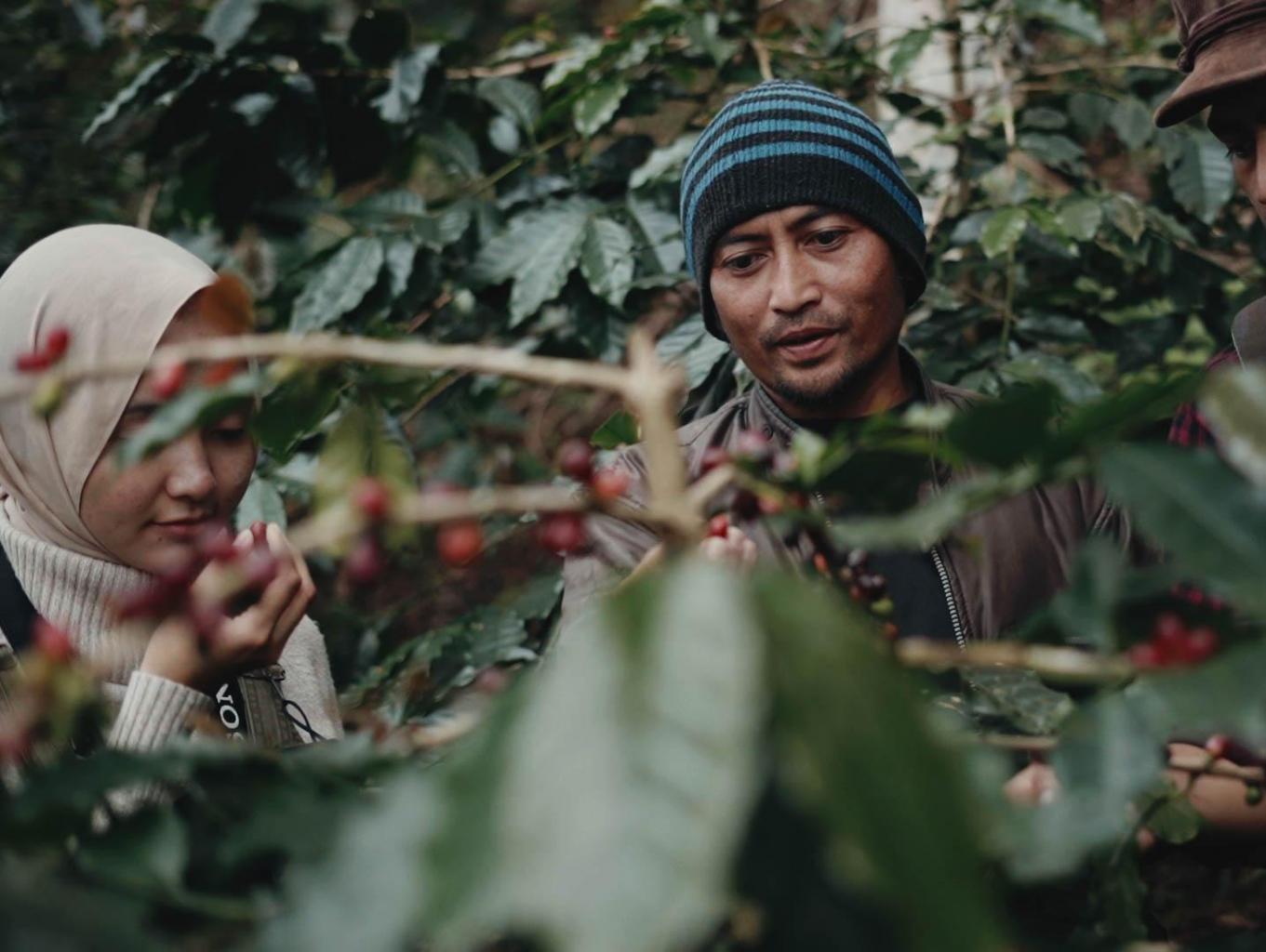 Edukasi Petik Dan Pengolah Kopi