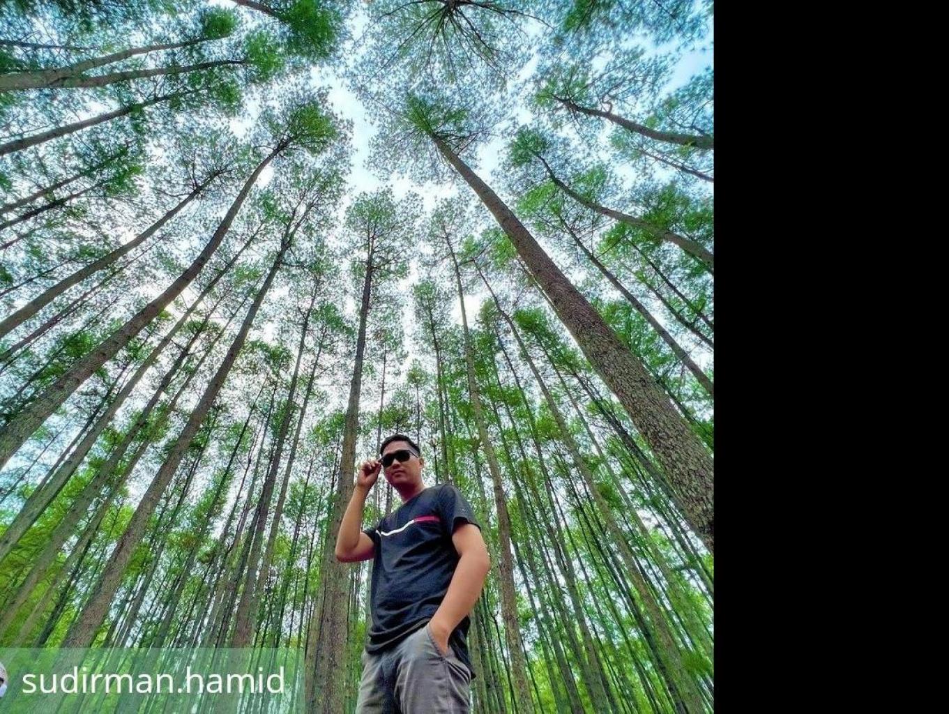 Wisata Pinus Buntudatu