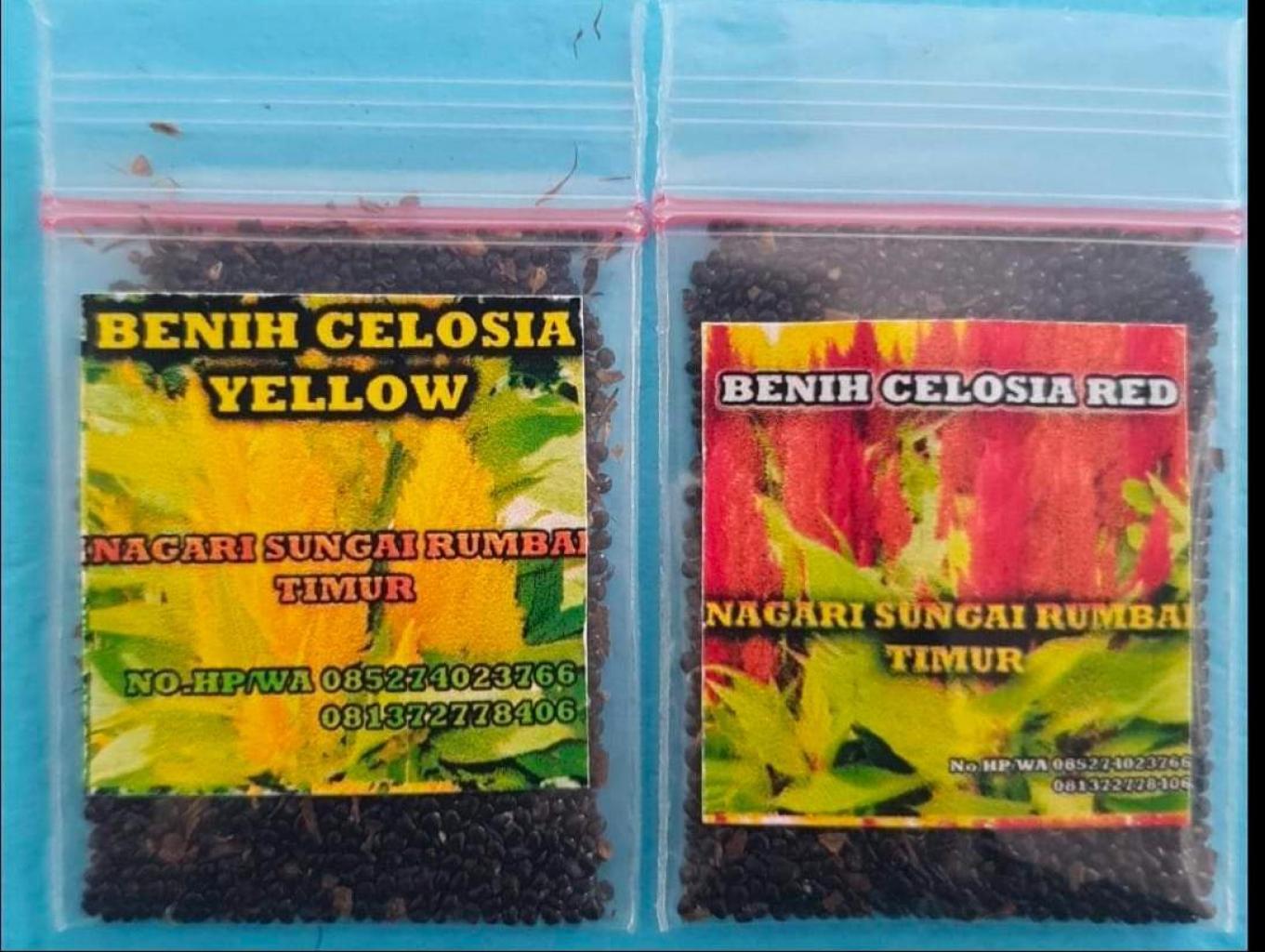 Benih Celosia