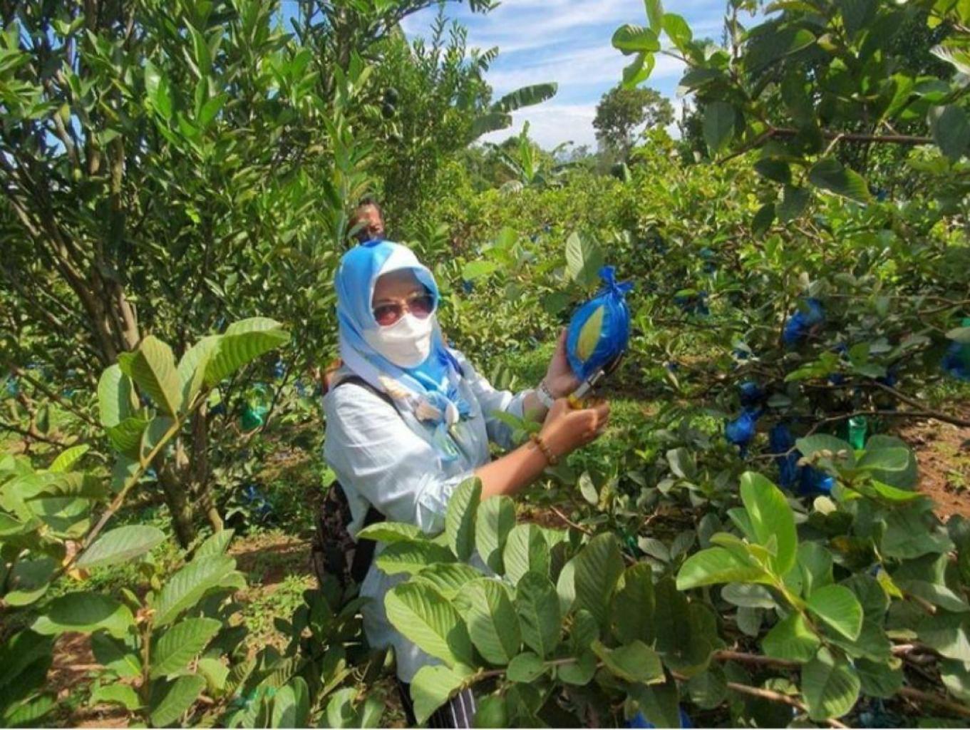 Agrowisata Buah