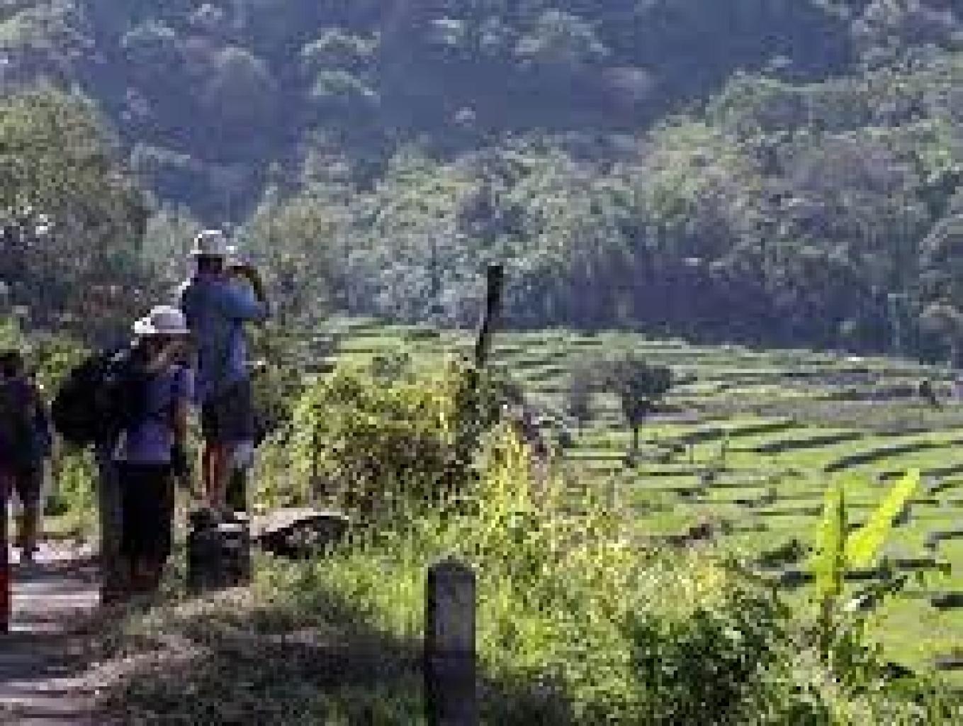Agrowisata / View Sawah