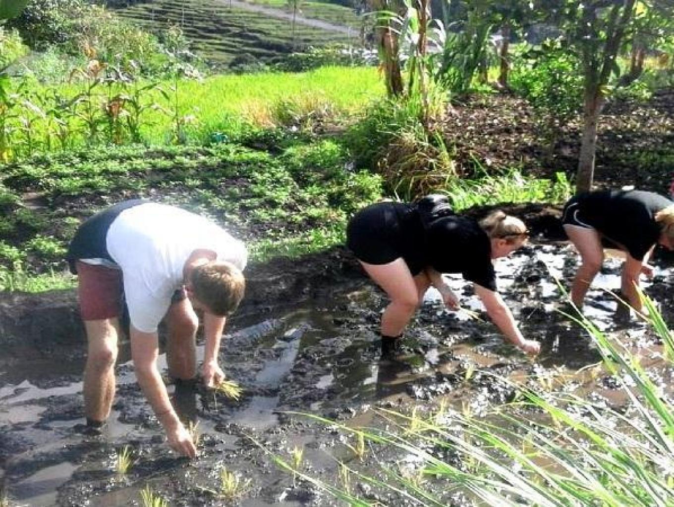 Paket Menanam Padi Disawah